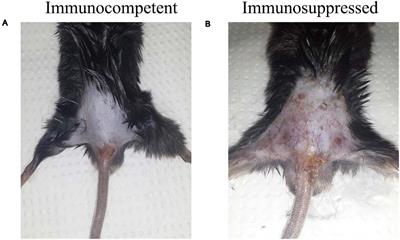 Skin Immune Response of Immunocompetent and Immunosuppressed C57BL/6 Mice After Experimental Subcutaneous Infection Caused by Purpureocillium lilacinum